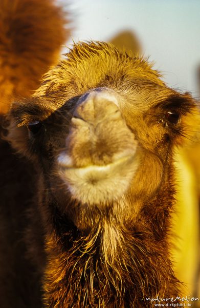 Kamel, zweihöckrig, Kopf (Gesicht), Portrait, ,