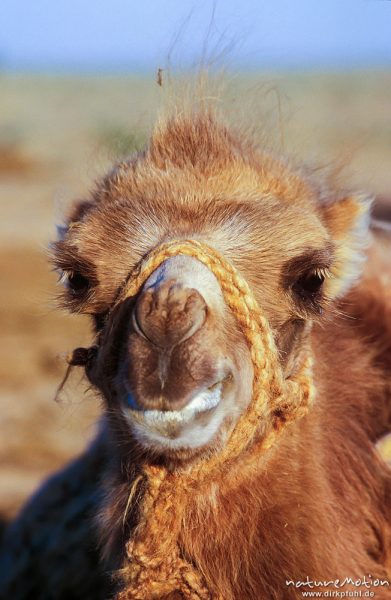 Kamel, zweihöckrig, Jungtier, Kopf (Gesicht), Portrait, ,