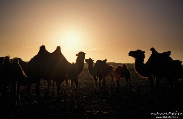 Trampeltier, Zweihöckriges Kamel, Camelus bactrianus, Camelidae, Kamele im Morgenlicht, zweihöckrig, Gegenlicht, Wüste Gobi, Mongolei
