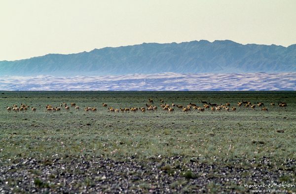 Gazellenherde (vermutlich Seren-Gazelle) inmitten der Kieswüste, ,