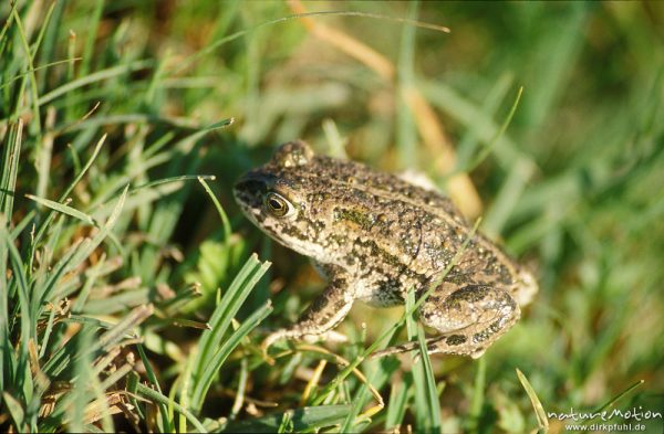 Mongolenkröte, Bufo raddei, Bufonidae, salziger See inmitten der Wüste, ,