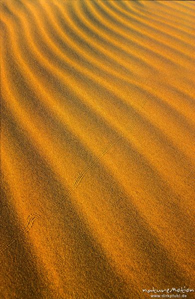 Sandrippel im roten Abendlicht, fächerförmig, mit Kriechspur eines Käfers, Chongorin Els,  Singender Sand, grafisch sehr schönes Bild, Chongorin Els, Mongolei