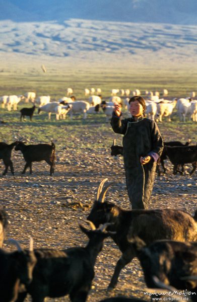 morgentliches Zusammentreiben der Ziegen, Frau wirft Stein, Wüste Gobi, Mongolei