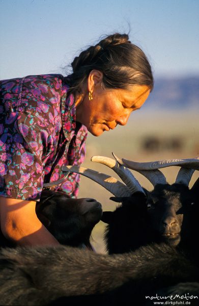 Frau bindet Ziegen zum melken zusammen, Wüste Gobi, Mongolei