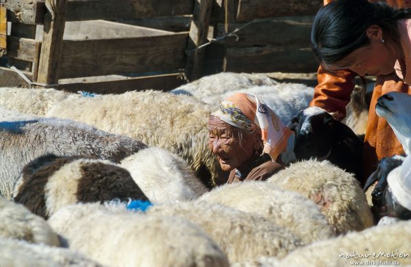 alte Frau beim melken inmitten der Schafe, Changai, Mongolei