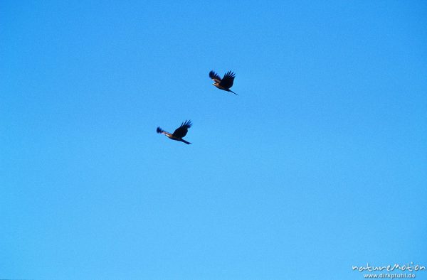 Steppenadler, Aquila nipalensis, Accipitridae, Paar im Flug, ,