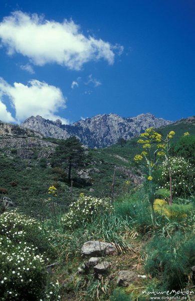 blühende Macchia, Korsika, Frankreich