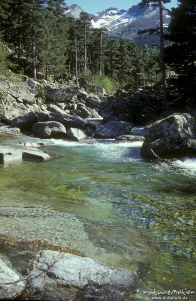 Tavignano-Tal, Bachlauf bei Sega-Hütte, Korsika, Frankreich