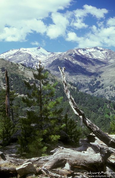 Baumskelett vor schneebedeckten bergen, Tavignano-Tal, Korsika, Frankreich