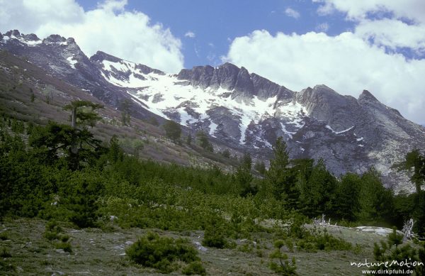 schneebedeckten Bergen, Kiefern, Tavignano-Tal, Korsika, Frankreich