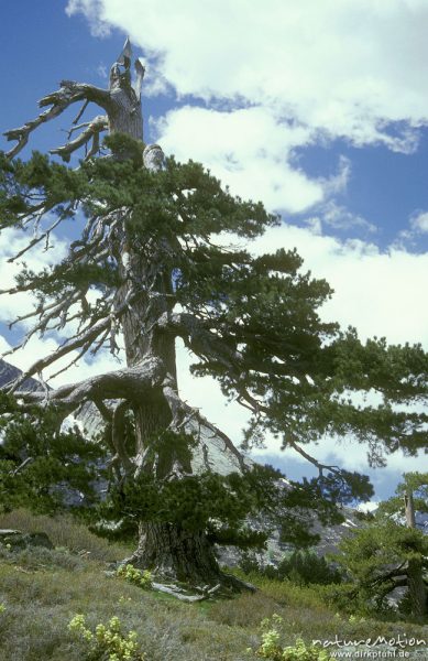 Laricio-Kiefer, Schwarz-Kiefer, Pinus nigra, Wolken, Tavignano-Tal, Korsika, Frankreich