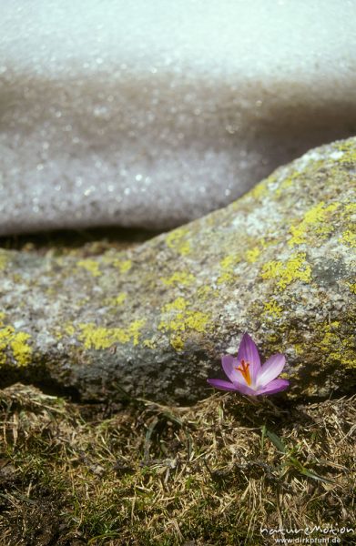 Krokus-Blüte, möglicherweise Korsischer Krokus, Crocus corsicus vor moosbewachsenen Steinen, Korsika, Frankreich