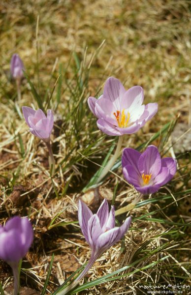 Korsischer Krokus, Crocus corsicus, Iridaceae, Lac de Melo, Korsika, Frankreich