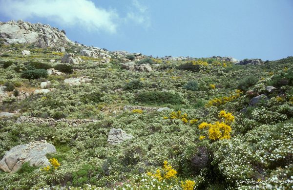 blühende Macchia, Balagne, Korsika, Frankreich