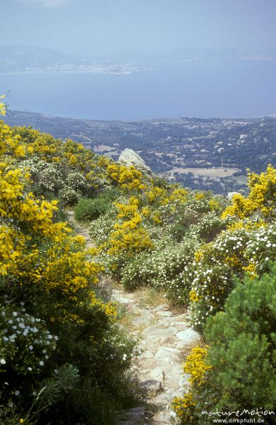 blühende Macchia, Balagne, Korsika, Frankreich