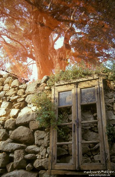 Mauer mit altem Fenster, Olivenernte, Kloster St. Angelo, Balagne, Korsika, Frankreich