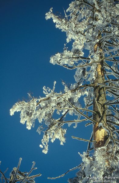 Fichtenstamm mit vereisten Zweigen vor blauem Himmel, Wolfswarte, Harz, Deutschland