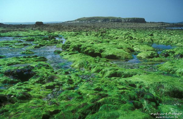 Felswatt mit Tang, Bretagne, Frankreich