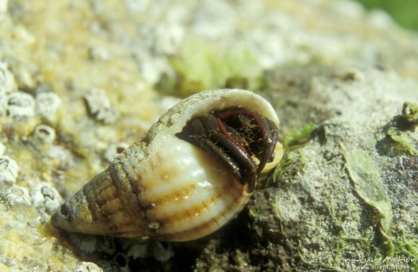 Einsiedlerkrebs, Pagurus prideaux, Paguridae, Einsiedlerkrebs in Schneckengehäuse, Bretagne, Frankreich