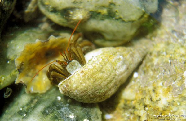 Einsiedlerkrebs, Pagurus prideaux, Paguridae, Einsiedlerkrebs in Schneckengehäuse, Bretagne, Frankreich