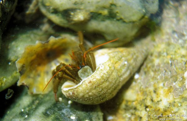 Einsiedlerkrebs, Pagurus prideaux, Paguridae, Einsiedlerkrebs in Schneckengehäuse, Bretagne, Frankreich