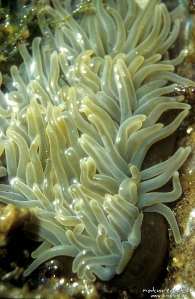 Seeanemone, , Actiniaria, Tentakel einer Seeanemone, Felsbecken in trockengefallenem Felswatt, Bretagne, Frankreich