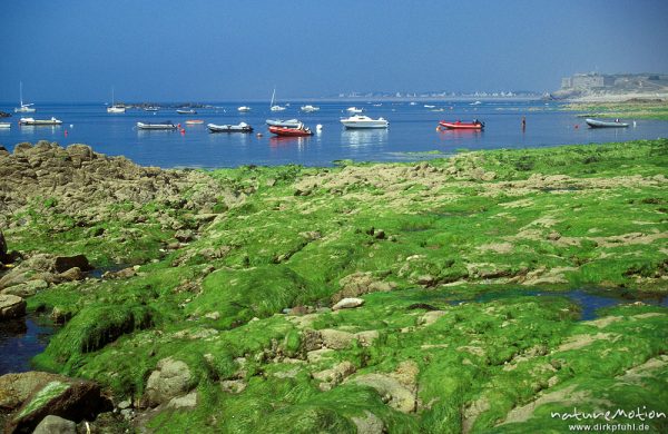 Bucht mit Fischerbooten, Felswatt mit Tang, Bretagne, Frankreich