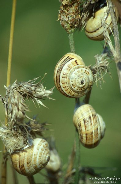 Schnecken an Binsenhalmen, Bretagne, Frankreich