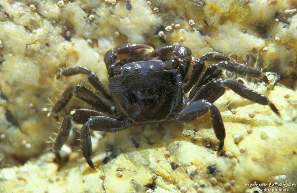 Felsenkrabbe, Rennkrabbe, Pachygrapsus marmoratus, Quadratkrabben (Grapsidae), in Wasserbecken, Felswatt, Bretagne, Frankreich