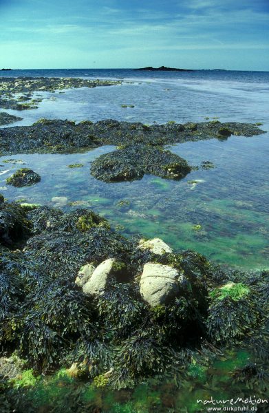 Herz aus Tang, Felswatt bei Ebbe, Bretagne, Frankreich