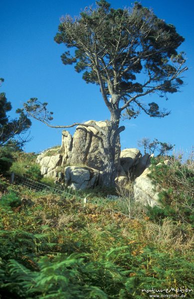 Baum, Felsen, Heide und Wolken, Bretagne, Frankreich