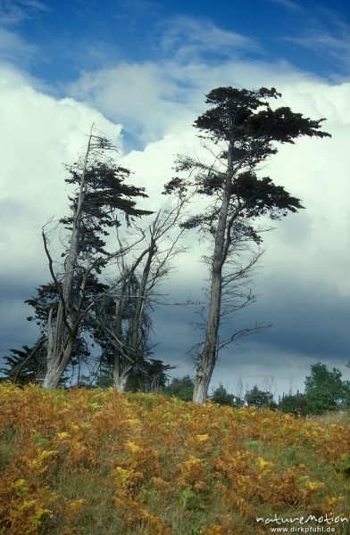 Bäume und Adlerfarn, Bretagne, Frankreich