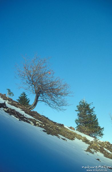 Baum an Schneehang, blauer Himmel, Alpen, Deutschland