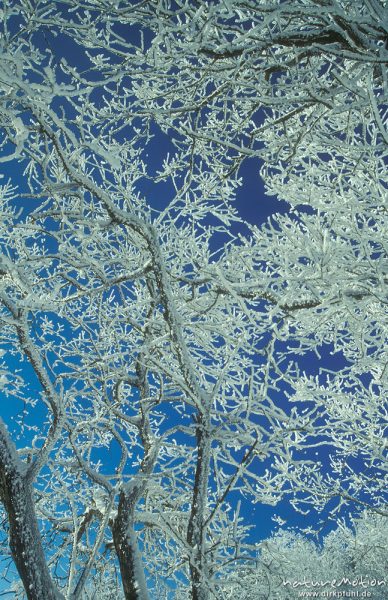 vereiste Zweige vor blauem himmel, Torfhaus, Harz, Deutschland