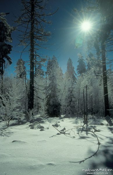 reifbedeckte Fichten in tiefem Schnee, Gegenlicht, Torfhaus, Harz, Deutschland