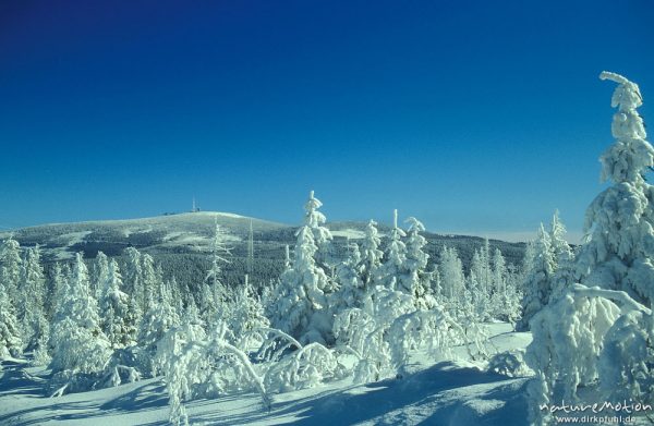 von Schnee und Eis umhüllte Fichten, Winterwald unter blauem Himmel, Blick auf den Brocken, Wolfswarte, Harz, Deutschland