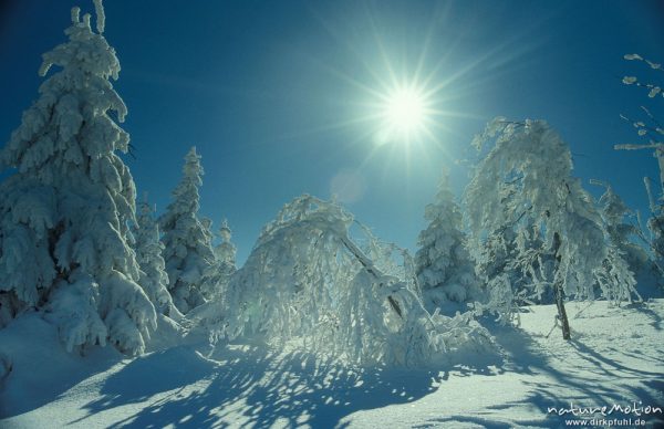 von Schnee und Eis umhüllte Fichten, Winterwald unter blauem Himmel, strahlende Sonne, Wolfswarte, Harz, Deutschland