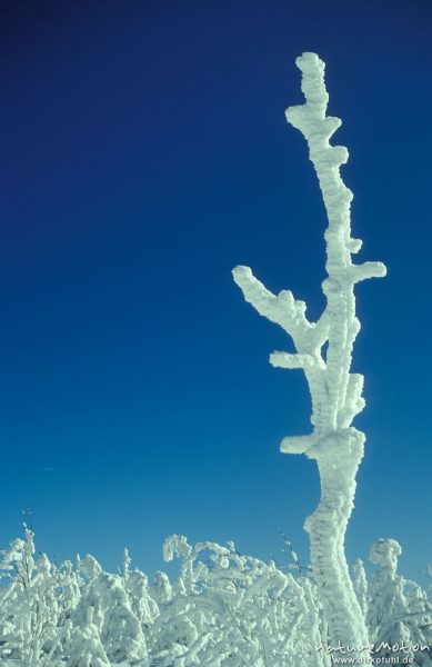 von Schnee und Eis umhüllte Fichten, Winterwald unter blauem Himmel, Wolfswarte, Harz, Deutschland