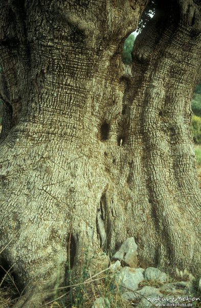 Olivenbaum, Olea europaea, Oleaceae, Stamm, Kreta, Griechenland