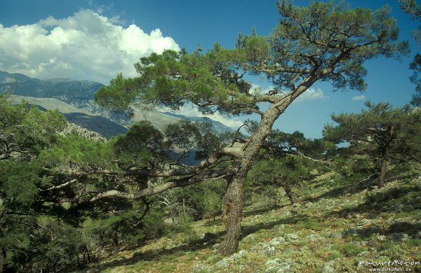 Kiefer am Hang, Hintergrund Berge und Himmel, Sougia, Kreta, Griechenland