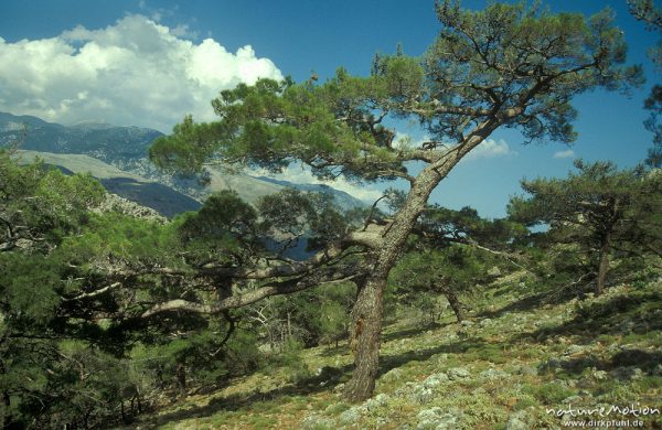Kiefer am Hang, Hintergrund Berge und Himmel, Sugia, Kreta, Griechenland