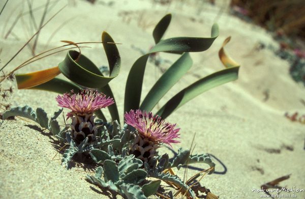 Kugelkopf-Flockenblume, Centaurea sphaerocephala, Asteraceae, Blüten und gedrehte Blätter, Elafonissos bei Sugia, Kreta, Griechenland