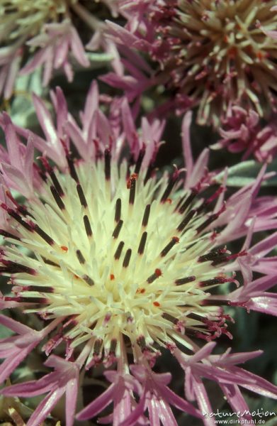 Kugelkopf-Flockenblume, Centaurea sphaerocephala, Asteraceae, Blüte, Elafonissos bei Sugia, Kreta, Griechenland