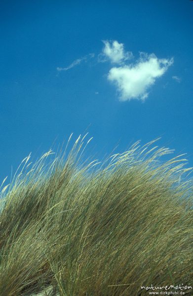 Gras mit weißer Wolke, Elafonissos, Kreta, Griechenland