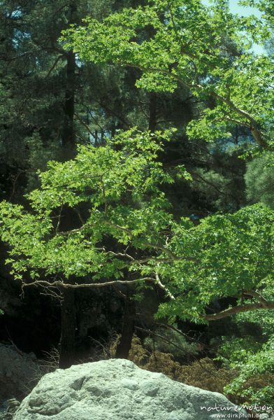 leuchtende Äste über Felsen, Sammaria-Schlucht, Kreta, Griechenland