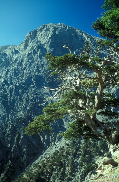 Kiefer, Bäume an Felshang, Gingolos, Kreta, Griechenland