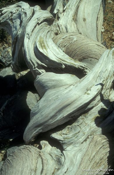 verdrehter Baumstamm, Holzmaserung, Totholz, Kiefer, Gingilos bei Sammaria-Schlucht, Kreta, Griechenland