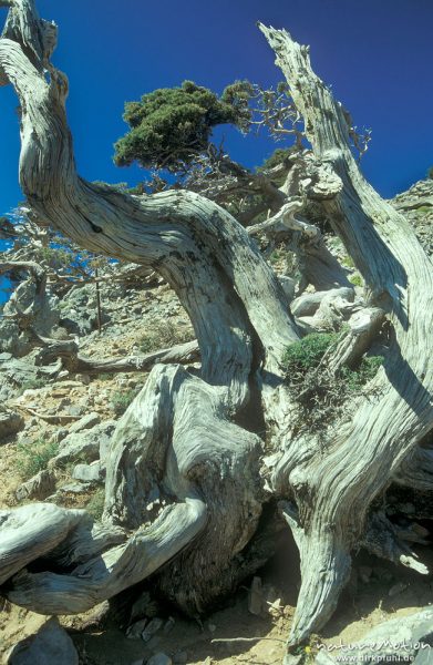 Baumwurzel, Gingolos, Kreta, Griechenland