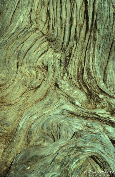 Holzmaserung, verwitterte Kiefer, Gingilos bei Sammaria-Schlucht, Kreta, Griechenland