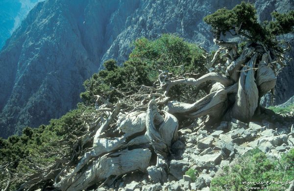 alter Baum, Gingolos, Kreta, Griechenland